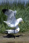 Goeland_leucophe_LeTeich_Parc_Ornithologique_mai2006_MI68162