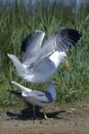 Goeland_leucophe_LeTeich_Parc_Ornithologique_mai2006_MI68163