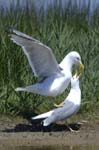 Goeland_leucophe_LeTeich_Parc_Ornithologique_mai2006_MI68164