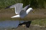 Goeland_leucophe_LeTeich_Parc_Ornithologique_mai2006_MI68186