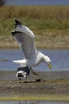Goeland_leucophe_LeTeich_Parc_Ornithologique_mai2006_MI68190