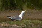 Goeland_leucophe_LeTeich_Parc_Ornithologique_mai2006_MI68209