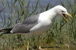 Goeland_leucophe_LeTeich_Parc_Ornithologique_mai2006_MI68260