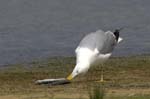 Goeland_leucophe_LeTeich_Parc_Ornithologique_mai2006_MI68722