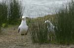 Goeland_leucophe_LeTeich_Parc_Ornithologique_mai2006_MI69795