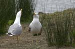 Goeland_leucophe_LeTeich_Parc_Ornithologique_mai2006_MI69796