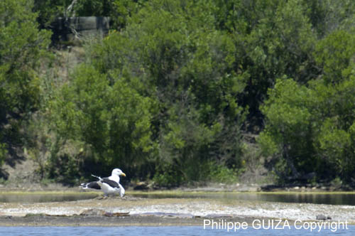 Goeland_marin_LeTeich_Parc_Ornithologique_mai2006_MI68168