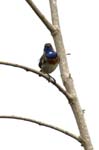 Gorge_bleue_LeTeich_Parc_Ornithologique_Mai2006_MI68867