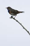 Gorge_bleue_LeTeich_Parc_Ornithologique_Mai2006_MI69017