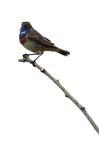 Gorge_bleue_LeTeich_Parc_Ornithologique_Mai2006_MI69019