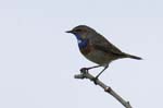 Gorge_bleue_LeTeich_Parc_Ornithologique_Mai2006_MI69022