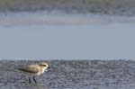 Gravelot_a_collier_interompu_LeTeich_Parc_Ornithologique_Septembre2006_JN69020