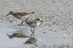 Gravelot_a_collier_interompu_LeTeich_Parc_Ornithologique_Septembre2006_JN69029