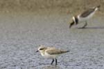 Gravelot_a_collier_interompu_LeTeich_Parc_Ornithologique_Septembre2006_JN69671