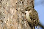Grimpereau_des_Jardin_Bois_Vincnnes_Lac_Minimes__12mars2006_MR65461