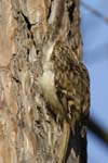 Grimpereau_des_Jardin_Bois_Vincnnes_Lac_Minimes__12mars2006_MR65463