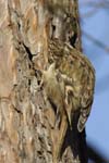 Grimpereau_des_Jardin_Bois_Vincnnes_Lac_Minimes__12mars2006_MR65465