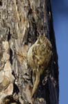 Grimpereau_des_Jardin_Bois_Vincnnes_Lac_Minimes__12mars2006_MR65467