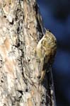 Grimpereau_des_Jardin_Bois_Vincnnes_Lac_Minimes__12mars2006_MR65469