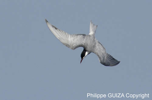 Guifette_moustac_LeTeich_Parc_Ornithologique_mai2006_MI67621