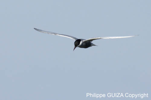 Guifette_moustac_LeTeich_Parc_Ornithologique_mai2006_MI67628