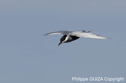 Guifette_moustac_LeTeich_Parc_Ornithologique_mai2006_MI67629