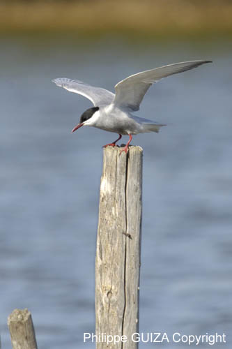 Guifette_moustac_LeTeich_Parc_Ornithologique_mai2006_MI67630