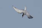 Guifette_moustac_LeTeich_Parc_Ornithologique_mai2006_MI67621