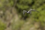Guifette_moustac_LeTeich_Parc_Ornithologique_mai2006_MI67626