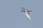 Guifette_moustac_LeTeich_Parc_Ornithologique_mai2006_MI67627