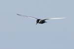 Guifette_moustac_LeTeich_Parc_Ornithologique_mai2006_MI67628