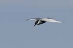 Guifette_moustac_LeTeich_Parc_Ornithologique_mai2006_MI67629