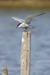 Guifette_moustac_LeTeich_Parc_Ornithologique_mai2006_MI67630