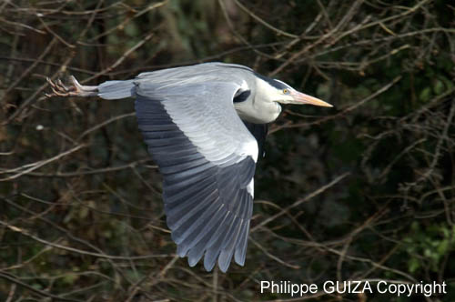 Heron_cendre_Bois_Vincennes_Lac_Minimes_1mars2006_FE63838