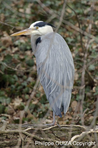 Heron_cendre_Bois_Vincennes_Lac_Minimes_2mars2006__FE63993