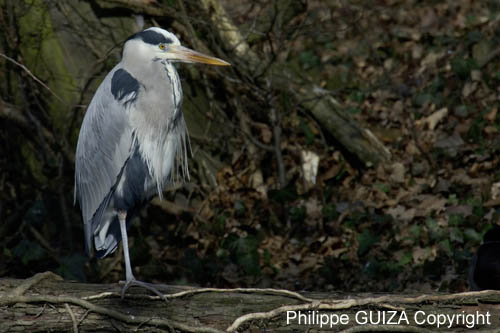 Heron_cendre_Bois_Vincennes_Lac_Minimes_2mars2006__FE64129