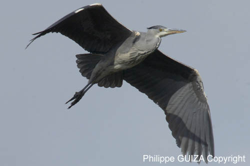 Heron_cendre_Bois_Vincennes_Lac_Minimes_2mars2006__FE64137