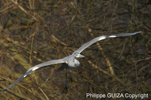Heron_cendre_Bois_Vincennes_Lac_Minimes_2mars2006__FE64141