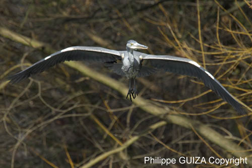 Heron_cendre_Bois_Vincennes_Lac_Minimes_2mars2006__FE64144