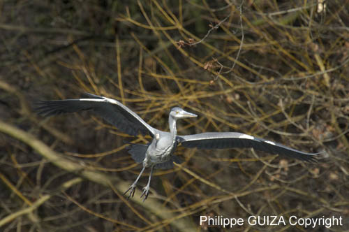 Heron_cendre_Bois_Vincennes_Lac_Minimes_2mars2006__FE64146