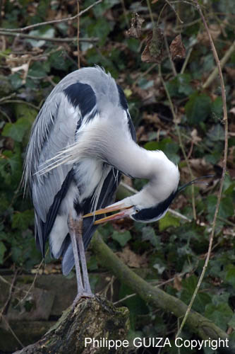 Heron_cendre_Bois_Vincennes_Lac_Minimes_2mars2006__FE64322