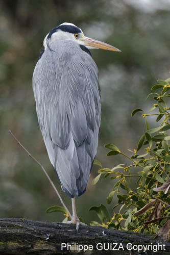 Heron_cendre_Bois_Vincennes_Lac_Minimes_2mars2006__FE64422