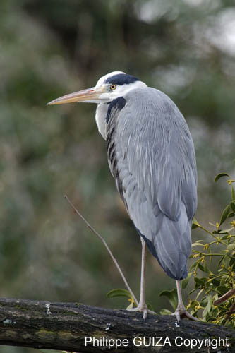 Heron_cendre_Bois_Vincennes_Lac_Minimes_2mars2006__FE64429