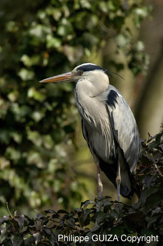 Heron_cendre_Bois_Vincennes_Lac_Minimes_2mars2006__FE64476