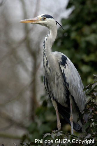 Heron_cendre_Bois_Vincennes_Lac_Minimes_2mars2006__FE64481