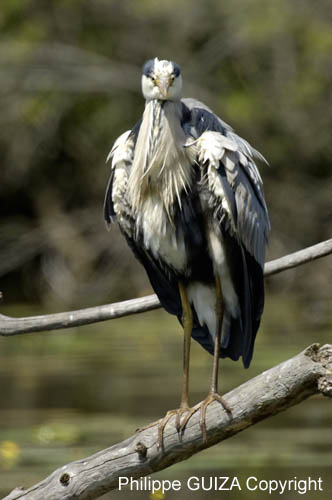 Heron_cendre_Fontenay_le_Vicomte_7juin2006_JN63387