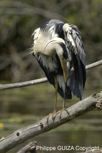Heron_cendre_Fontenay_le_Vicomte_7juin2006_JN63394
