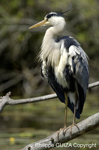 Heron_cendre_Fontenay_le_Vicomte_7juin2006_JN63427
