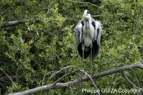 Heron_cendre_Itteville_5juin2006_MI62879