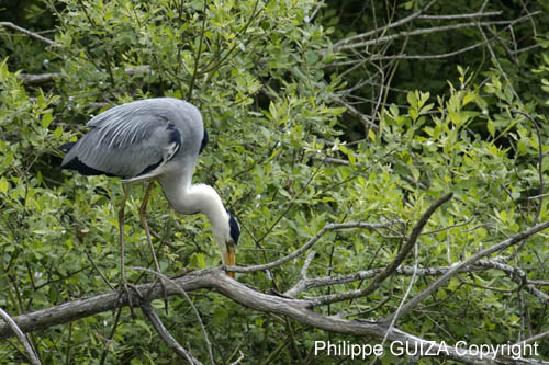 Heron_cendre_Itteville_5juin2006_MI62881